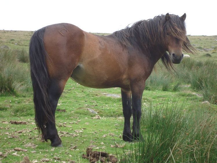 Dartmoor pony httpssmediacacheak0pinimgcomoriginals36
