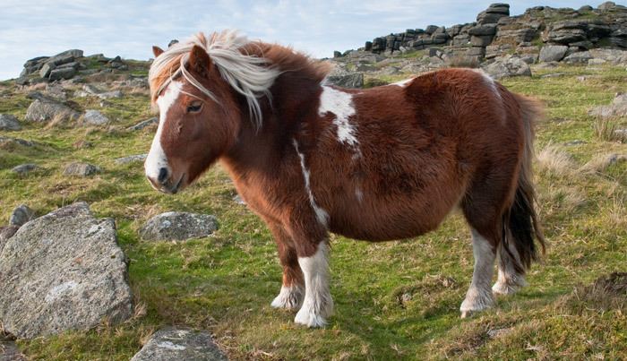 Dartmoor pony Dartmoor Pony Info Origin History Pictures Horse Breeds