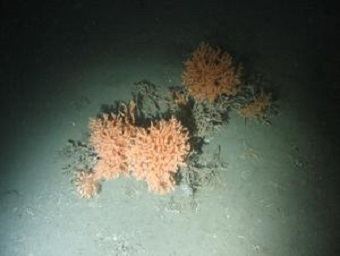 Darwin Mounds Darwin Mounds MPA Safeguards Coral Reefs Subsea World News
