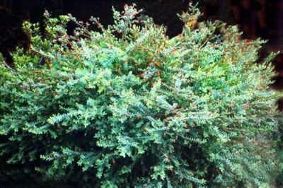 Darwinia citriodora Darwinia citriodora Australian Native Plants Plants 8007016517