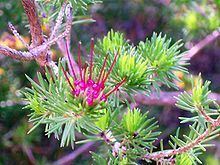 Darwinia fascicularis httpsuploadwikimediaorgwikipediacommonsthu