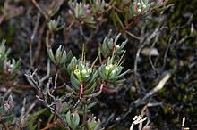 Darwinia glaucophylla httpsuploadwikimediaorgwikipediacommonsthu