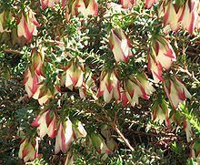 Darwinia macrostegia httpsuploadwikimediaorgwikipediacommonsthu