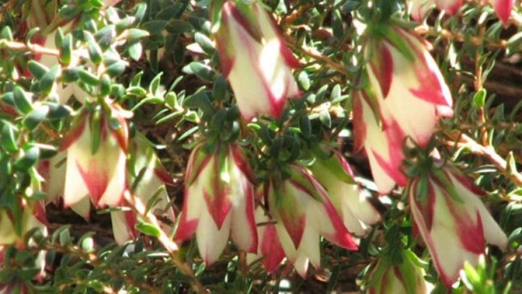 Darwinia (plant) Homelife Plant Guide Darwinia