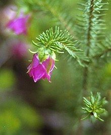 Darwinia (plant) httpsuploadwikimediaorgwikipediacommonsthu