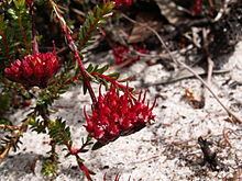 Darwinia virescens httpsuploadwikimediaorgwikipediacommonsthu