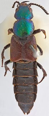 Darwinilus httpsuploadwikimediaorgwikipediacommonsthu