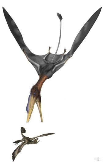 Darwinopterus Darwinopterus the remarkable transitional pterosaur Tetrapod Zoology