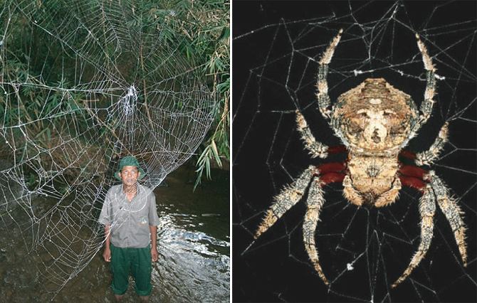 Darwin's bark spider Gigantic Spider Webs Made of Silk Tougher Than Kevlar WIRED