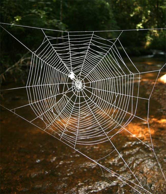 Darwin's bark spider Itsy Bitsy Spider39s Web 10 Times Stronger Than Kevlar