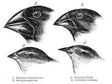 Darwin's finches httpsuploadwikimediaorgwikipediacommonsthu