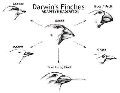 Darwin's finches Beak Variation in Darwin39s Finches It39s in the Genes