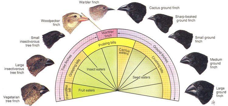 Darwin's finches Adaptation in Darwins Finches