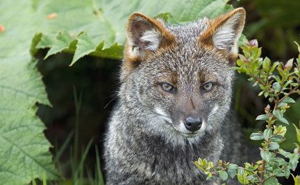 Darwin's fox Fox plush Donation thank you gift Adoptions from WWF