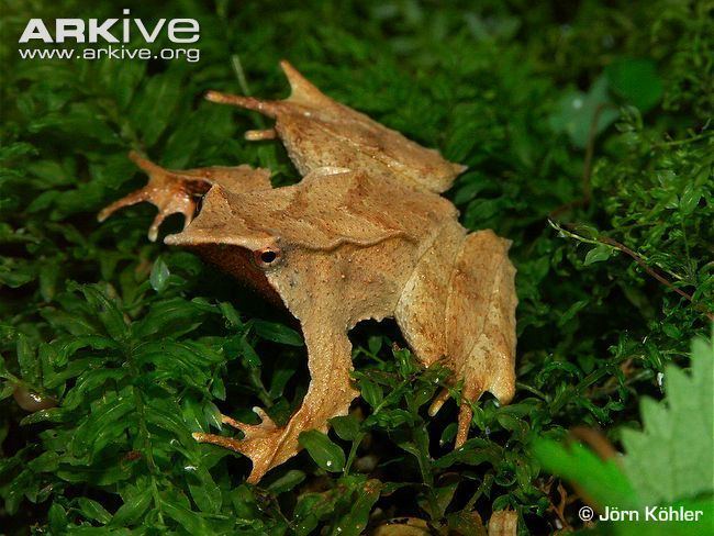 Darwin's frog Darwin39s frog photo Rhinoderma darwinii G14662 ARKive