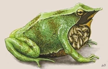 Darwin's frog Darwin39s Frog Incredible Parenting Skills The World of Knowledge