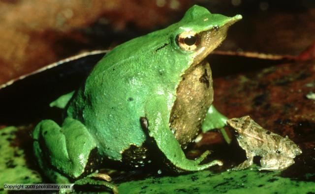 Darwin's frog BBC Nature Darwin39s frog videos news and facts