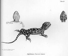 Darwin's iguana httpsuploadwikimediaorgwikipediacommonsthu