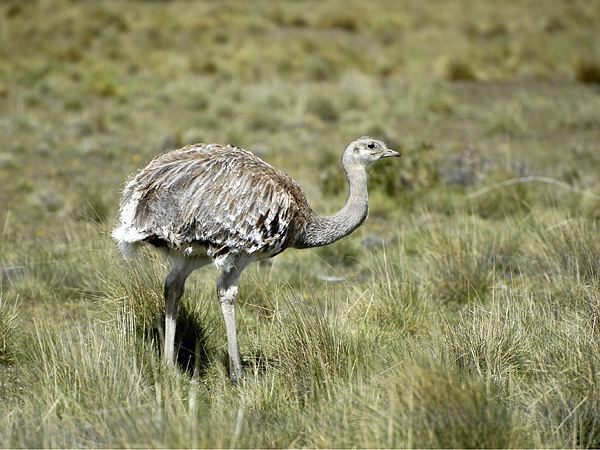 Darwin's rhea Darwin39s Rhea