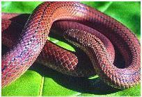 Dary's burrowing snake wwwglobalspeciesorgimagesaAdelphicosdaryi1jpg