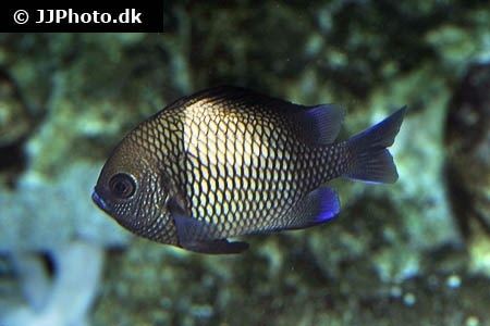 Dascyllus Cloudy dascyllus Dascyllus carneus in aquarium