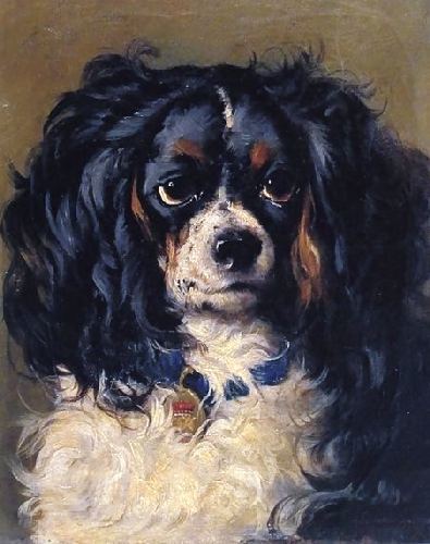 Dash (spaniel) httpssmediacacheak0pinimgcomoriginals96