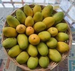 Dasheri Dasheri Mango Traders wholesalers and Buyers