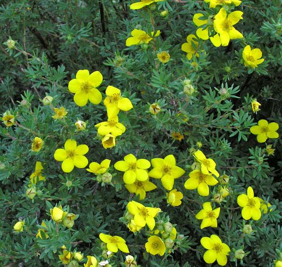 Dasiphora fruticosa Southwest Colorado Wildflowers Dasiphora fruticosa