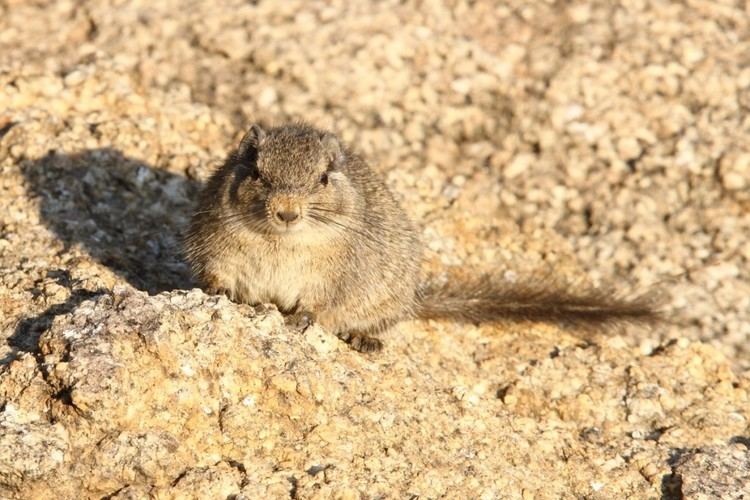 Dassie rat focusingonwildlifecomnewswpcontentuploads201