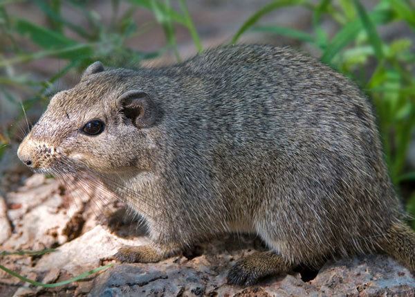 Dassie rat Dassie Rat