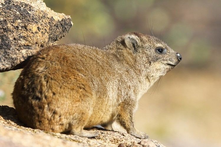 Dassie rat The Dassie Rat an unique rodent Focusing on Wildlife