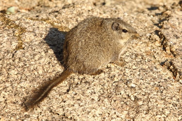 Dassie rat The Dassie Rat an unique rodent Focusing on Wildlife