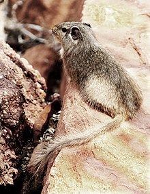 Dassie rat Dassie rat Wikipedia