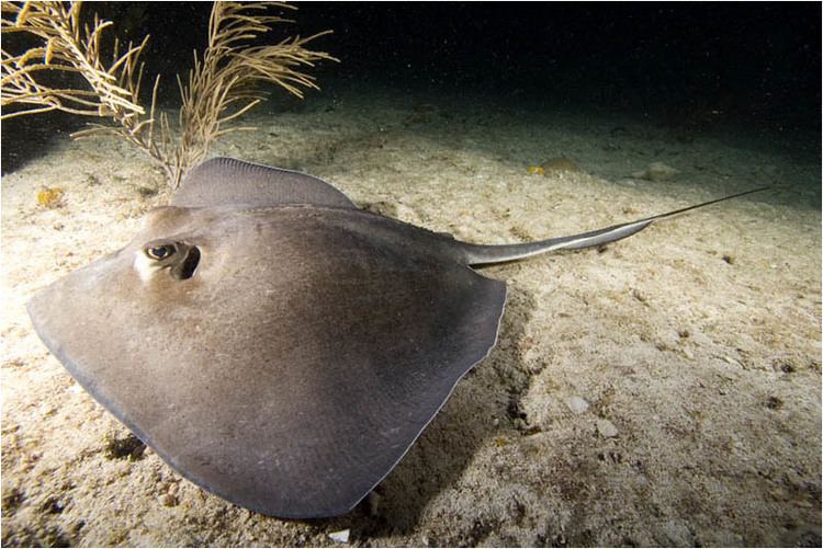 Dasyatis Dasyatis americana Southern stingray at night Bahamas lateral copyjpg