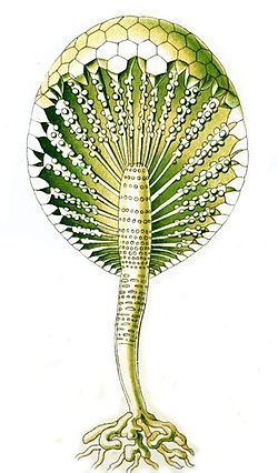 Dasycladaceae httpsuploadwikimediaorgwikipediacommonsthu