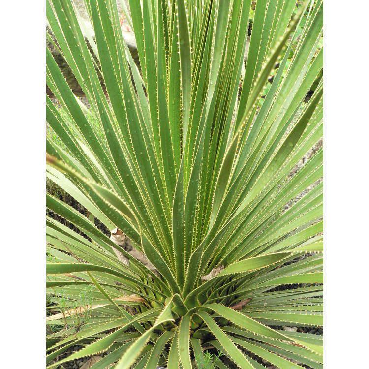 Dasylirion texanum JC Raulston Arboretum