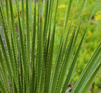 Dasylirion texanum Dasylirion texanum Texas Sotol Green Sotol plant lust