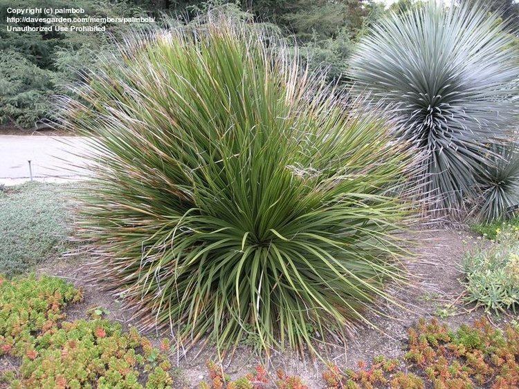 Dasylirion texanum PlantFiles Pictures Texan Sotol Dasylirion texanum by dave