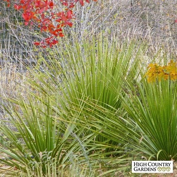 Dasylirion texanum Texas Sotol Dasylirion texanum High Country Gardens