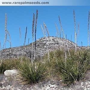 Dasylirion texanum Dasylirion texanum buy seeds at rarepalmseedscom