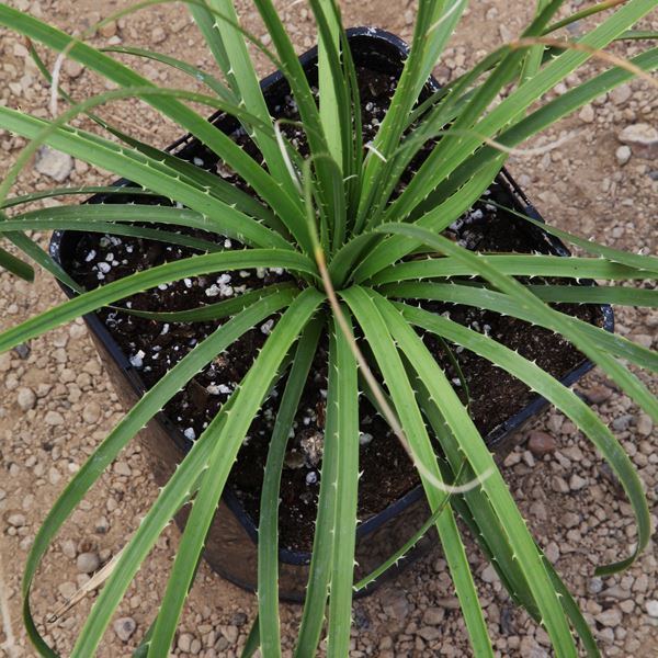 Dasylirion texanum Dasylirion texanum The Palm Centre