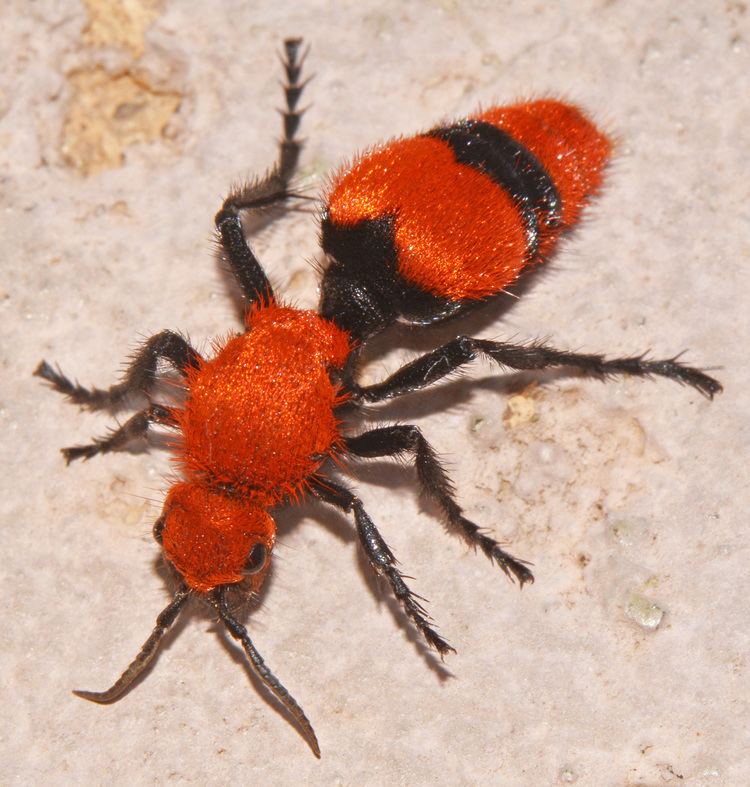 Dasymutilla occidentalis Dasymutilla occidentalis Calhoun County Florida Wasps and Flies