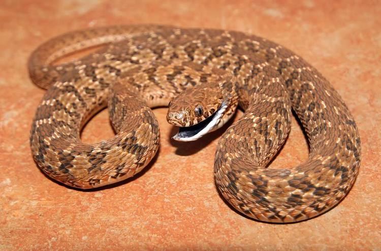 Dasypeltis scabra SAReptiles View topic Dasypeltis scabra