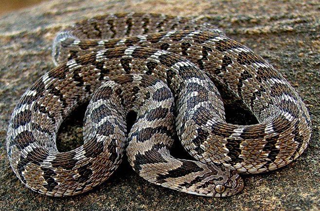 Dasypeltis scabra Dasypeltis scabra Common eggeater Rhombic eggeater