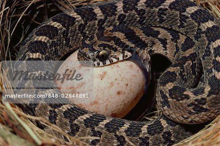 Dasypeltis scabra image1masterfilecomgetImage84802848891emComm