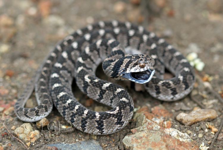 Dasypeltis scabra CalPhotos