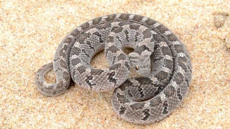 Dasypeltis scabra Amazing defense of African Rhombic Egg Eater Dasypeltis scabra