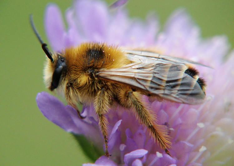 Dasypoda hirtipes Tawny Mining Bees Dasypoda hirtipes Isle of Man Beekeepers