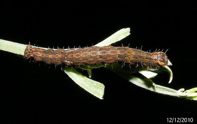 Dasypodia selenophora ipernity Dasypodia selenophora Caterpillar by WimmVic