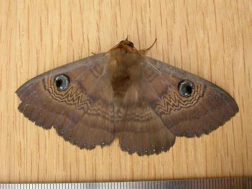 Dasypodia selenophora Southern Moon Moth Dasypodia selenophora NatureWatch NZ